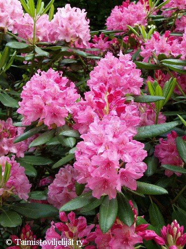 Rhododendron Tigerstedtii-ryhmä'Haaga'